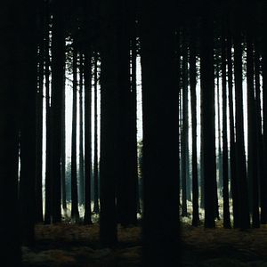 Photo Le Coeur noir des forêts