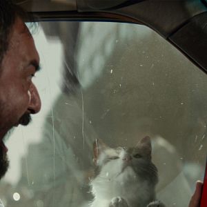 Photo Désolé les chats.