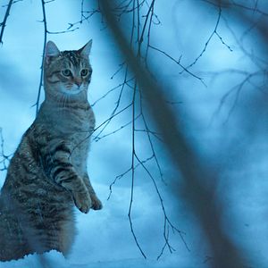 Photo Mon chat et moi, la grande aventure de Rroû