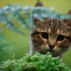 Photo Mon chat et moi, la grande aventure de Rroû