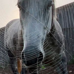 Photo Horse Opera