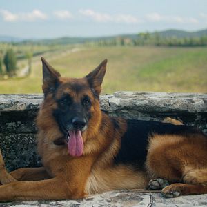 Photo Gunther, le chien qui valait des millions