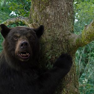 Photo Crazy Bear