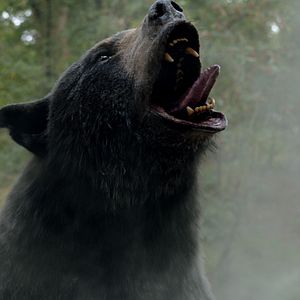 Photo Crazy Bear