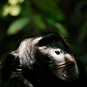 Photo L'Empire des chimpanzés