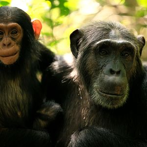 Photo L'Empire des chimpanzés