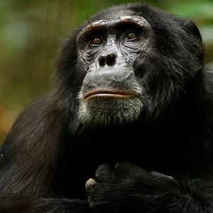 Photo L'Empire des chimpanzés