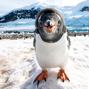 Photo Connaissance du monde : L’Antarctique - Aux confins de la planète