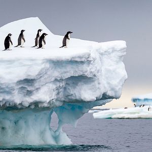 Photo Connaissance du monde : L’Antarctique - Aux confins de la planète