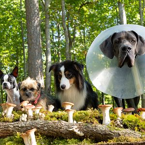 Photo Backstreet Dogs