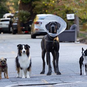 Photo Backstreet Dogs