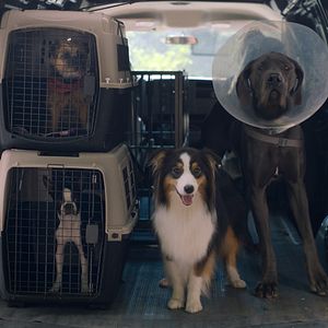 Photo Backstreet Dogs