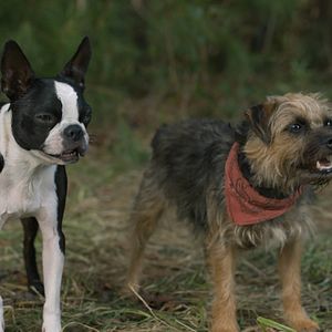 Photo Backstreet Dogs