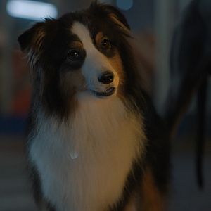 Photo Backstreet Dogs
