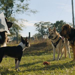 Photo Backstreet Dogs