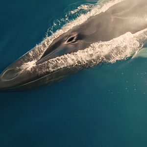 Photo Rorqual