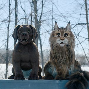 Photo Chien & Chat