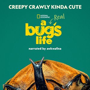 Photo 1001 vraies pattes