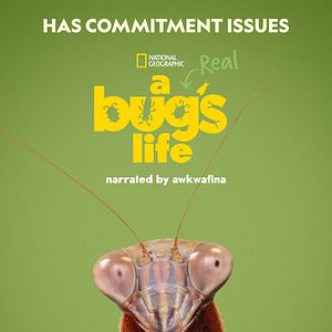 Photo 1001 vraies pattes