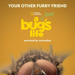 Photo 1001 vraies pattes