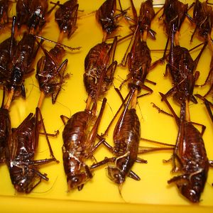 Photo Saveurs de Chine