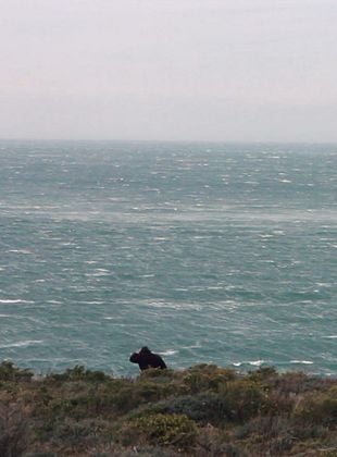 poster du film Le Bien-Aimé
