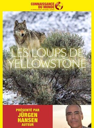 Connaissance du monde : Les Loups de Yellowstone