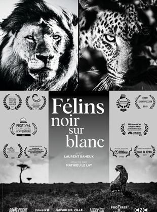 Félins Noir sur Blanc