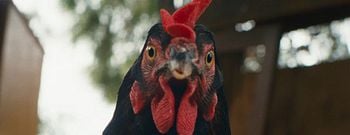 Une véritable épopée… à travers le regard d’une poule !