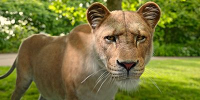 poster de la série Loxodonta africana