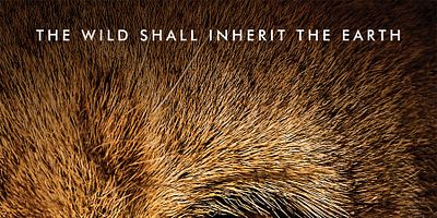 poster de la série Un froid de loup