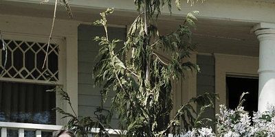 poster de la série Le début de l'Apocalypse