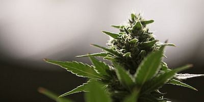 poster de la série L'herbe