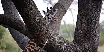 poster de la série Kenya, la girafe courageuse