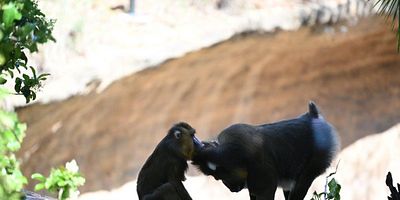 poster de la série L'échange des oeufs