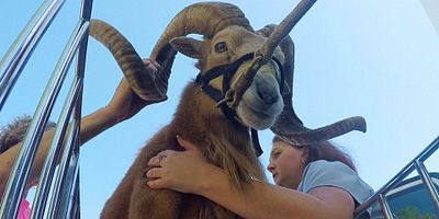 poster de la série Traumatisme dû aux jouets