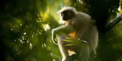 poster de la série Les éléphants