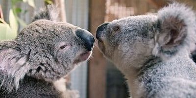 poster de la série Mâchouille déménage