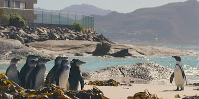 poster de la série De leurs propres ailes
