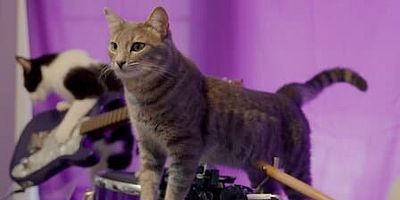 poster de la série Quel cirque, mon chat !