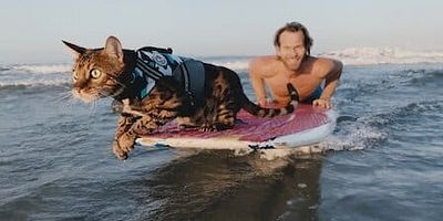 poster de la série Chatwabunga !