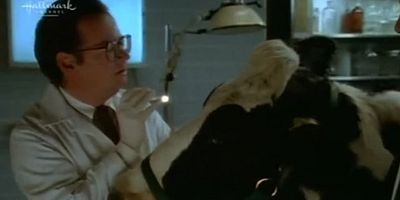 poster de la série Vaches porteuses