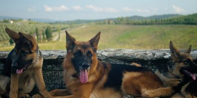 poster de la série Les chiens ne font pas des chats