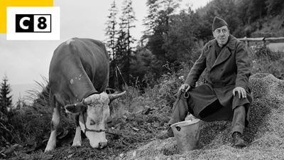 La Vache et le prisonnier : comment la star du film a été sauvée de l'abattoir