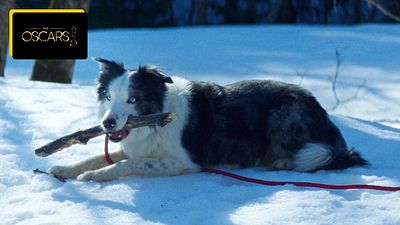 image de la news Oscars 2024 : Messi, le chien d'Anatomie d'une chute, privé de cérémonie ?