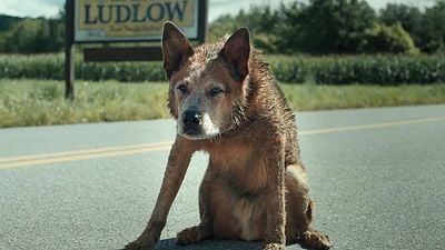image de la news Nouveau en streaming : c'est l'un des rares films d'horreur adaptés de ses livres, validé par Stephen King