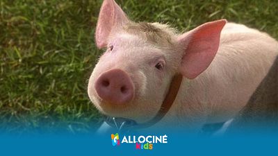 image de la news Netflix : comment résister à cet adorable petit cochon ?