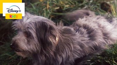 image de la news Disney : l'histoire vraie et touchante de ce chien va faire chavirer toute la famille