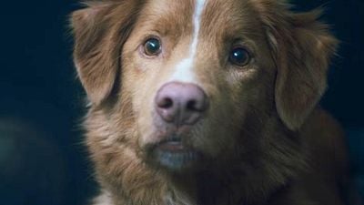 image de la news "Les scènes qui semblaient difficiles étaient les plus faciles" : il a transformé son chien en acteur de cinéma dans Good Boy