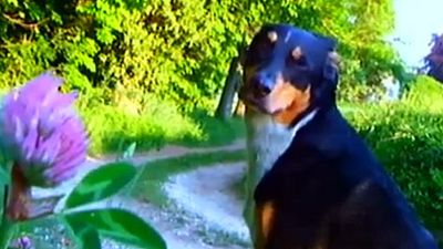 image de la news La bande-annonce du nouveau Godard, "Adieu au langage"